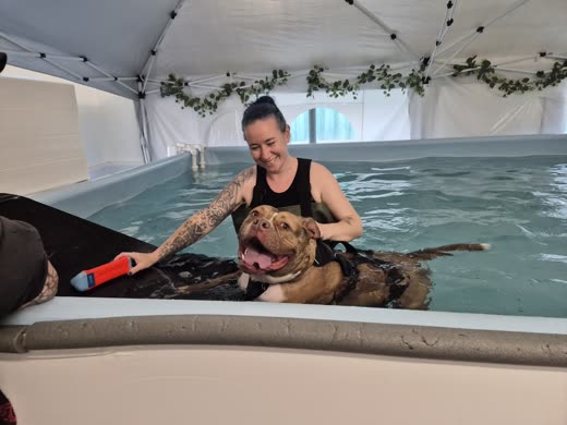 A groomer hosing down a brindle dog standing in the shallow end of the covered pool