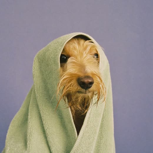 A freshly bathed small dog wrapped in a towel