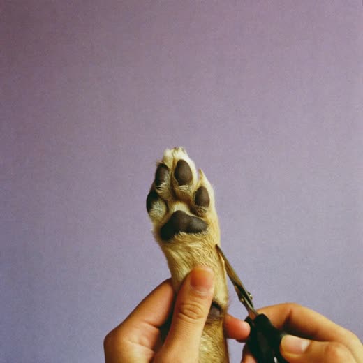 A dog's paw held for a nail trim
